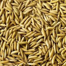 Paddy Rice - Heabron